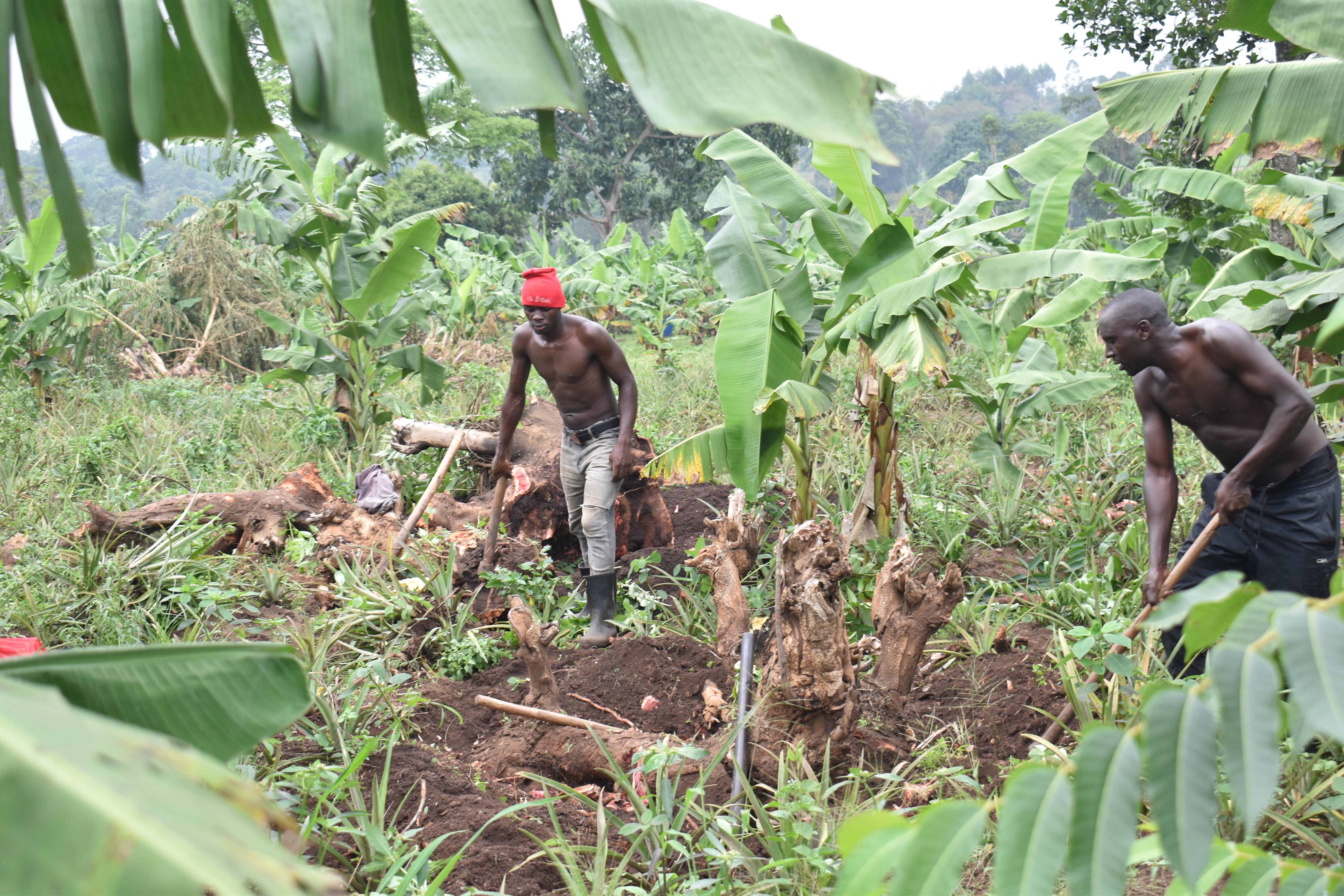 Agriculture Image 25
