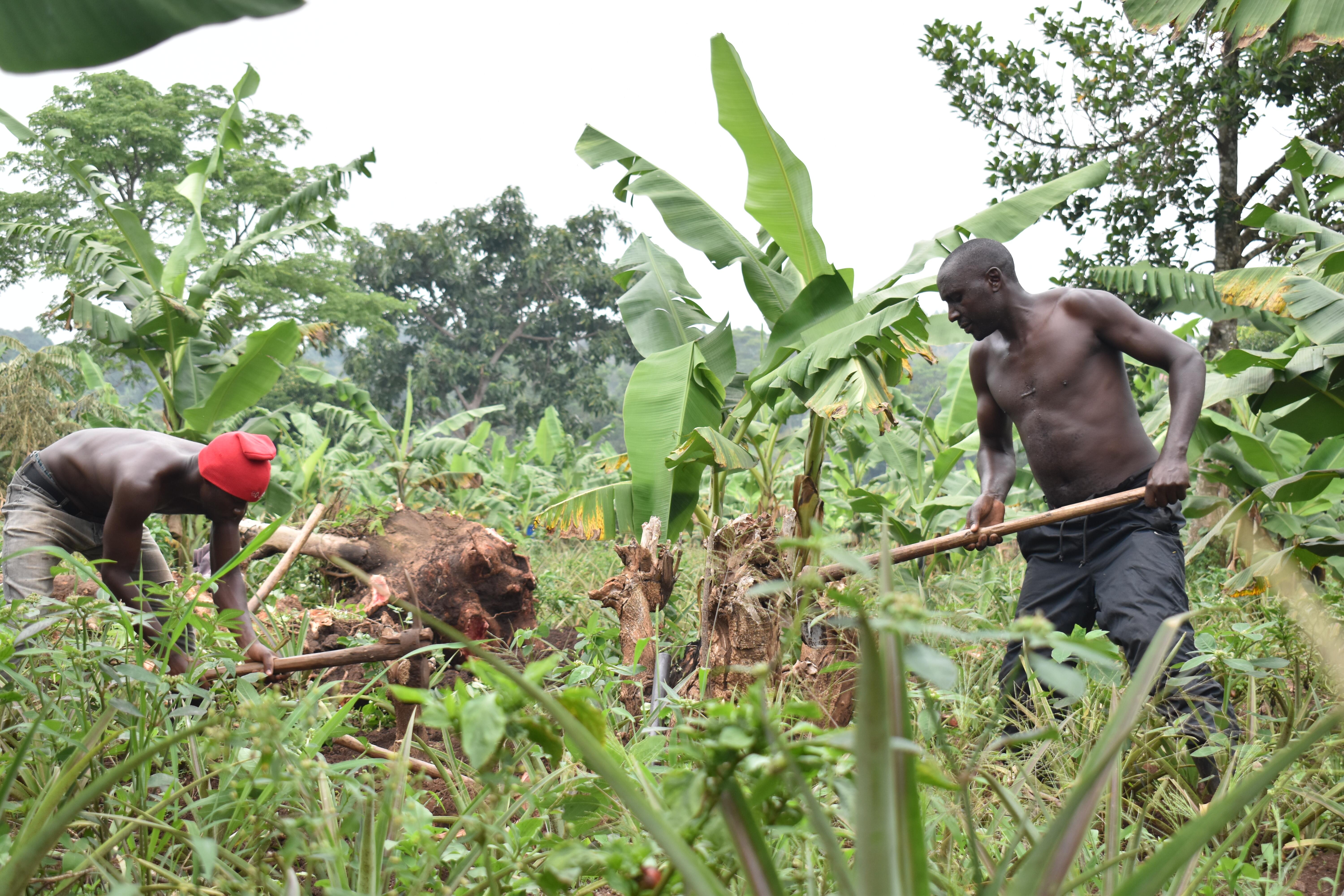 Agriculture Image 26