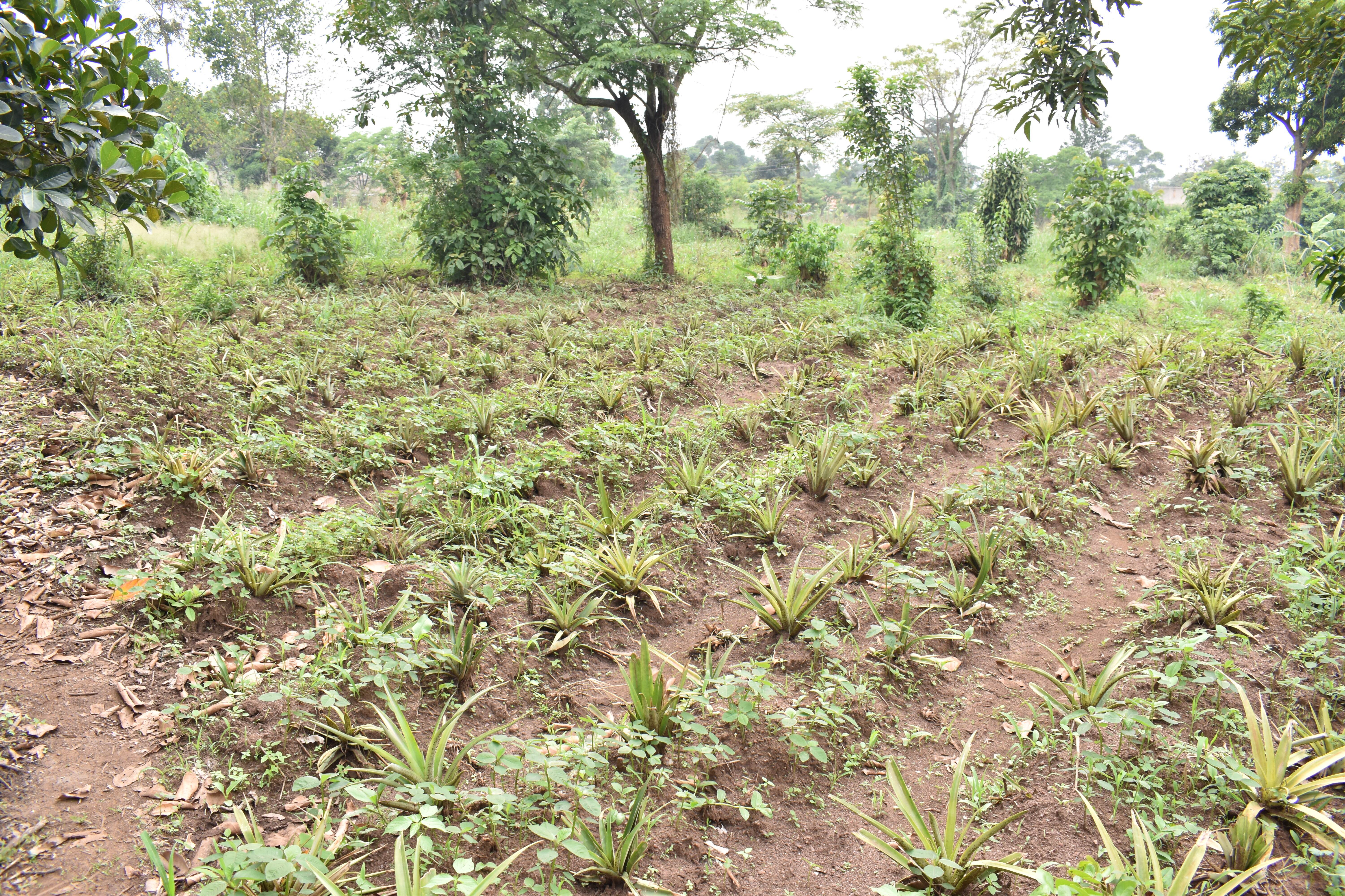 Agriculture Image 28