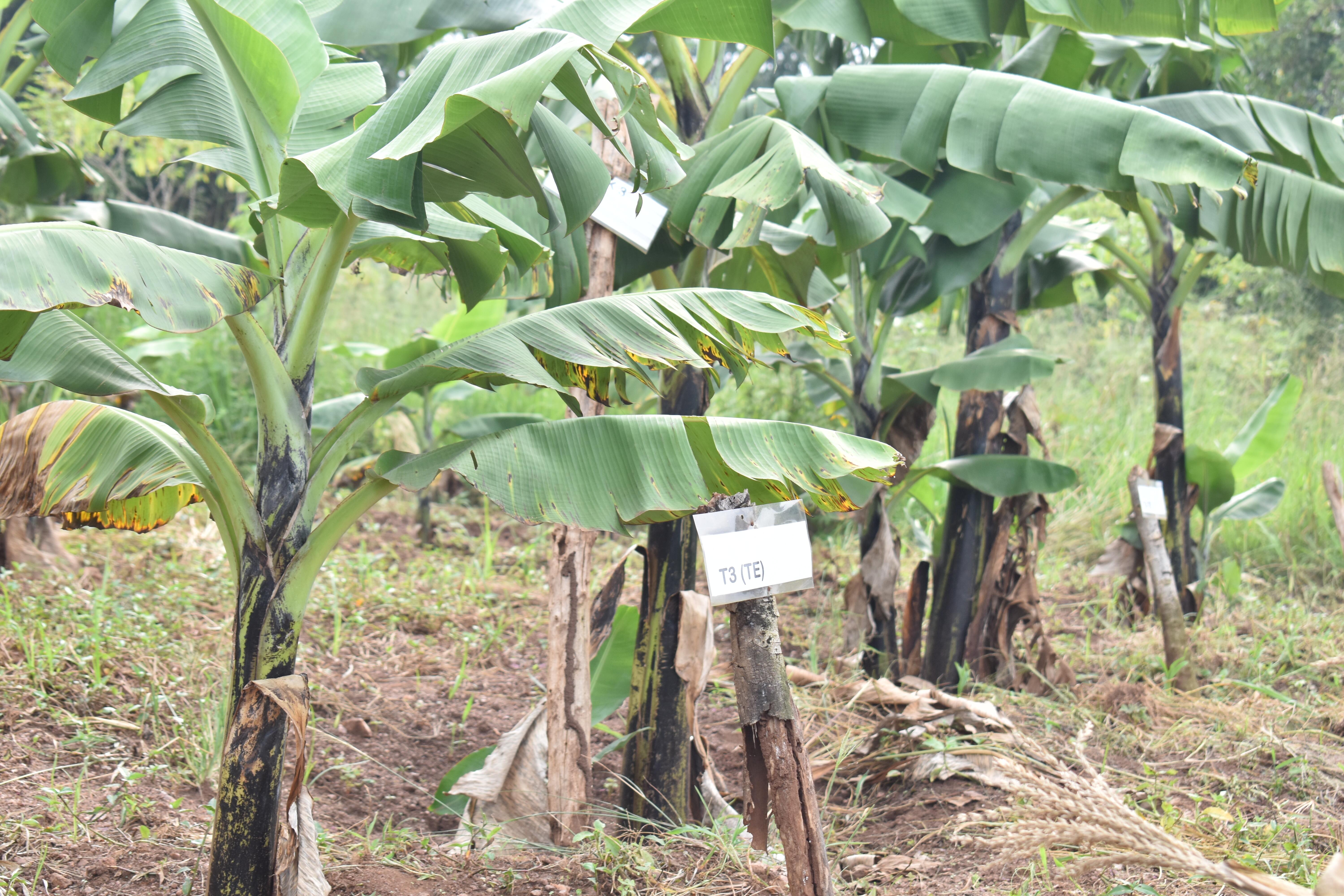 Agriculture
