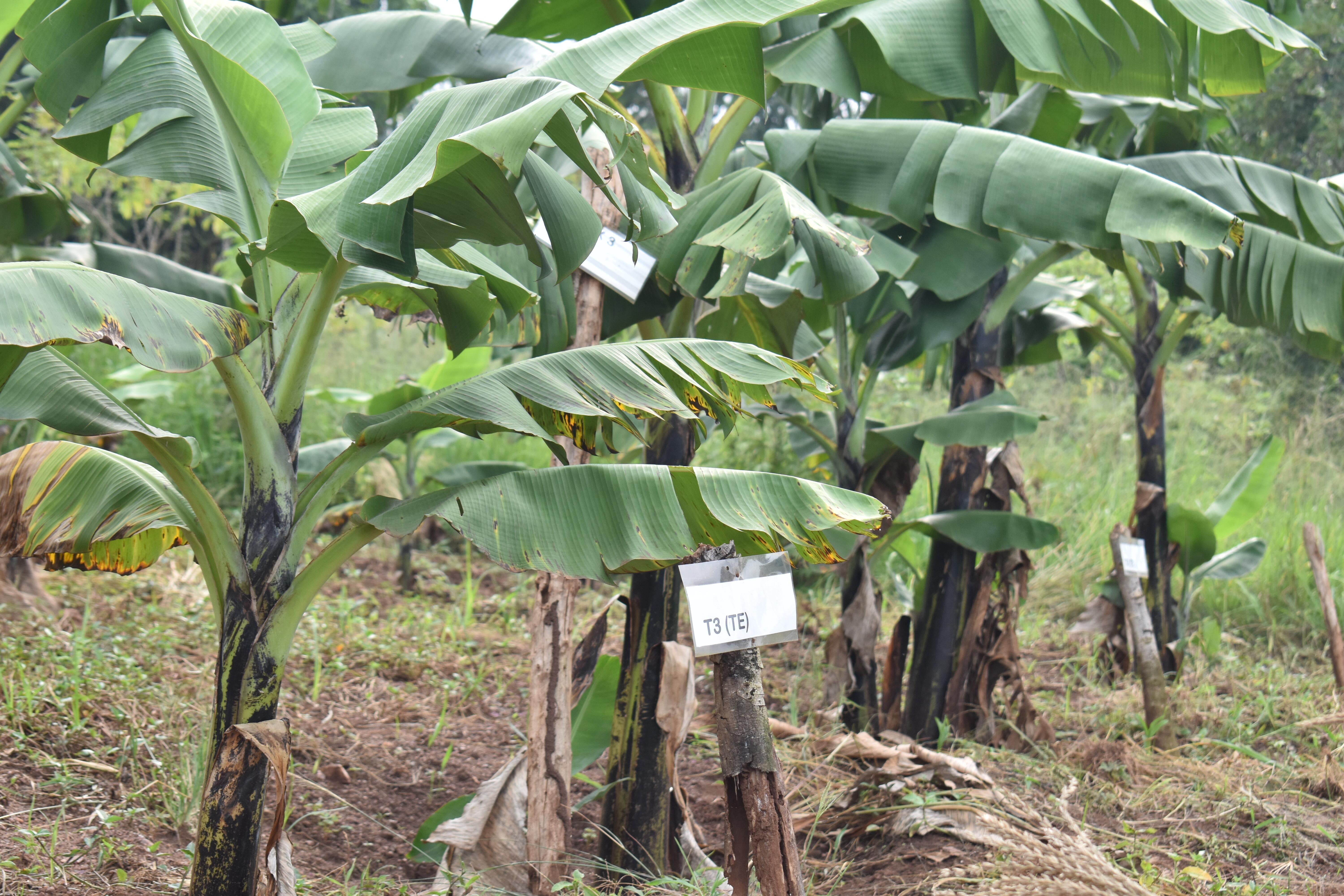 Agriculture Image 3