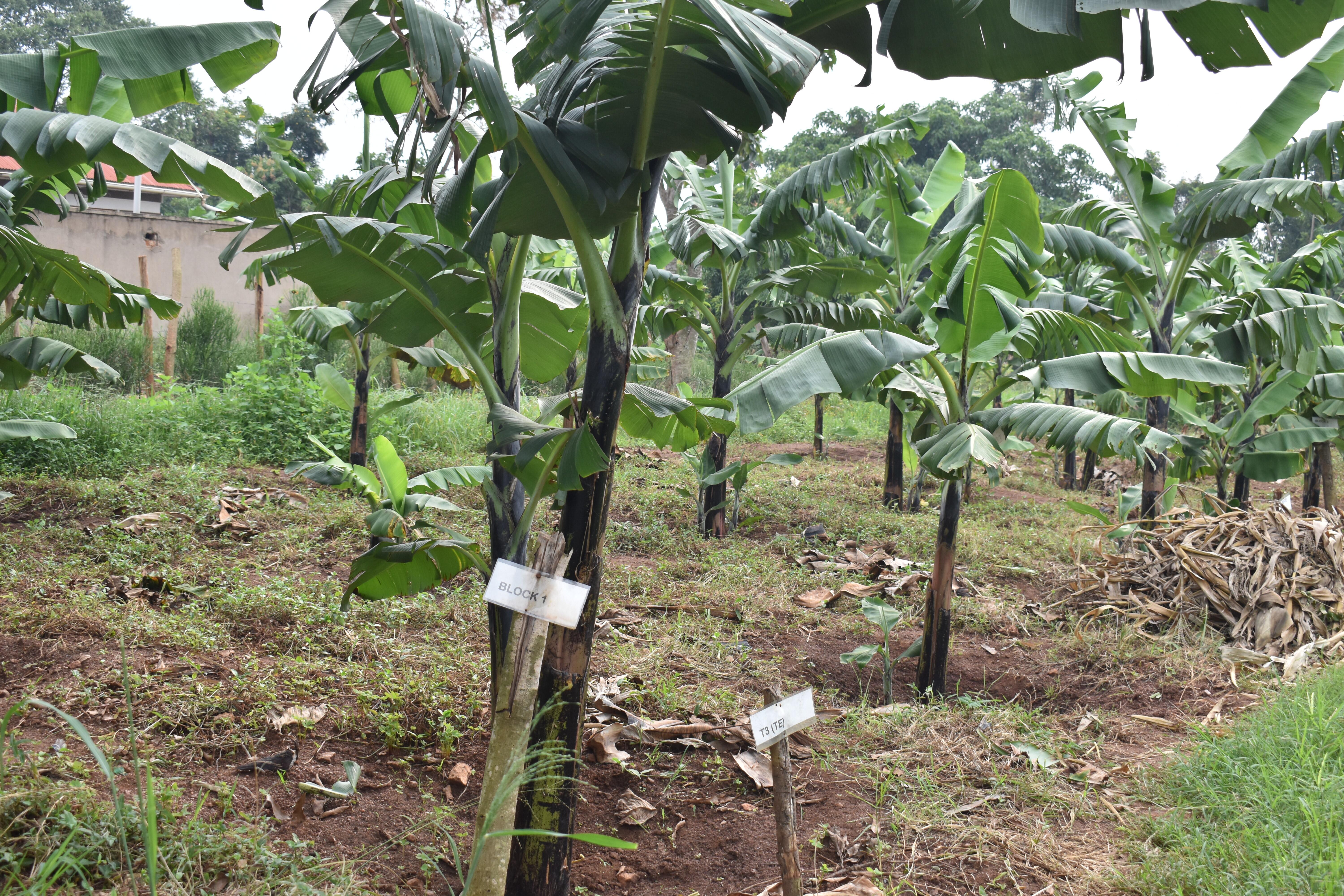 Agriculture Image 5
