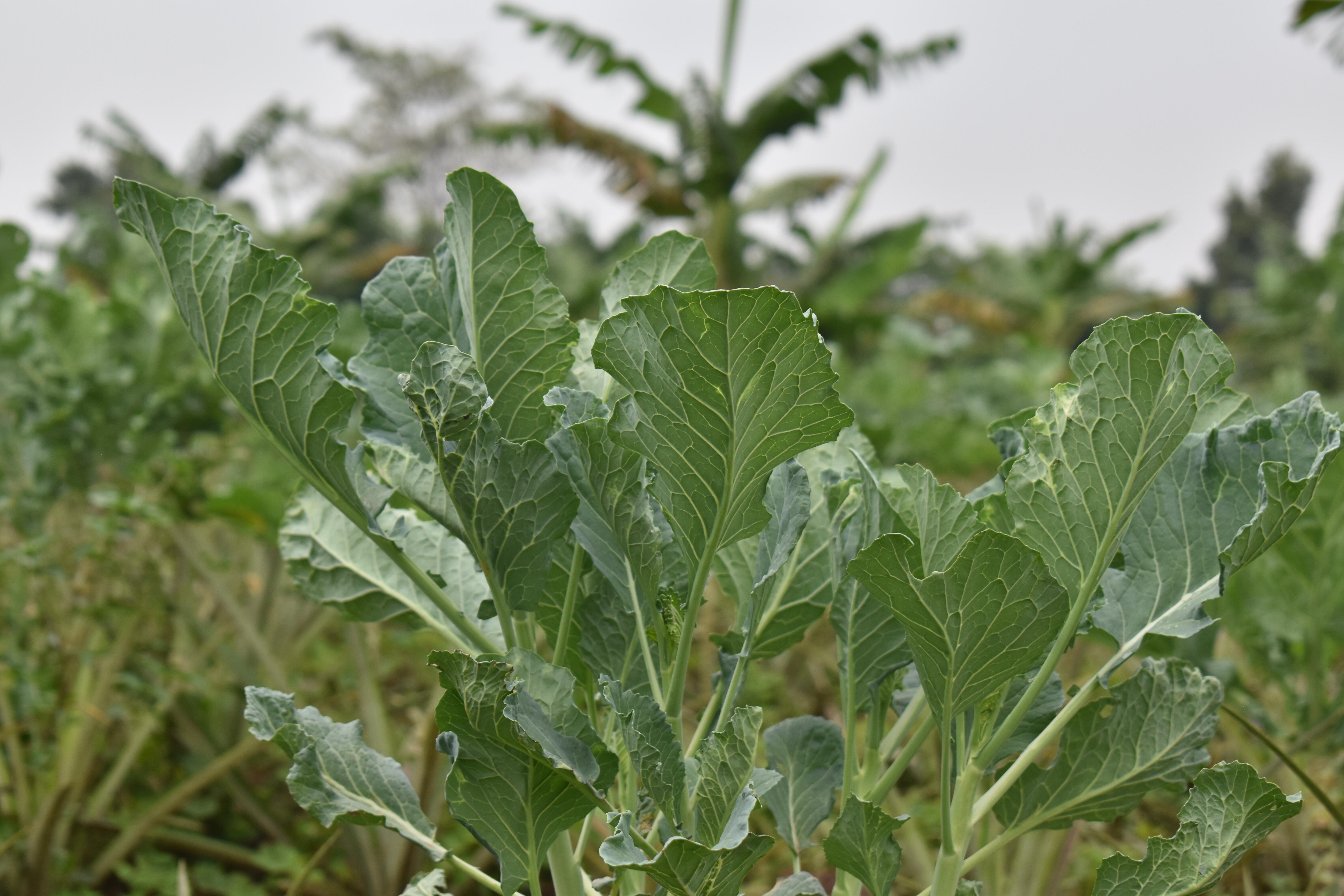 Agriculture Image 12
