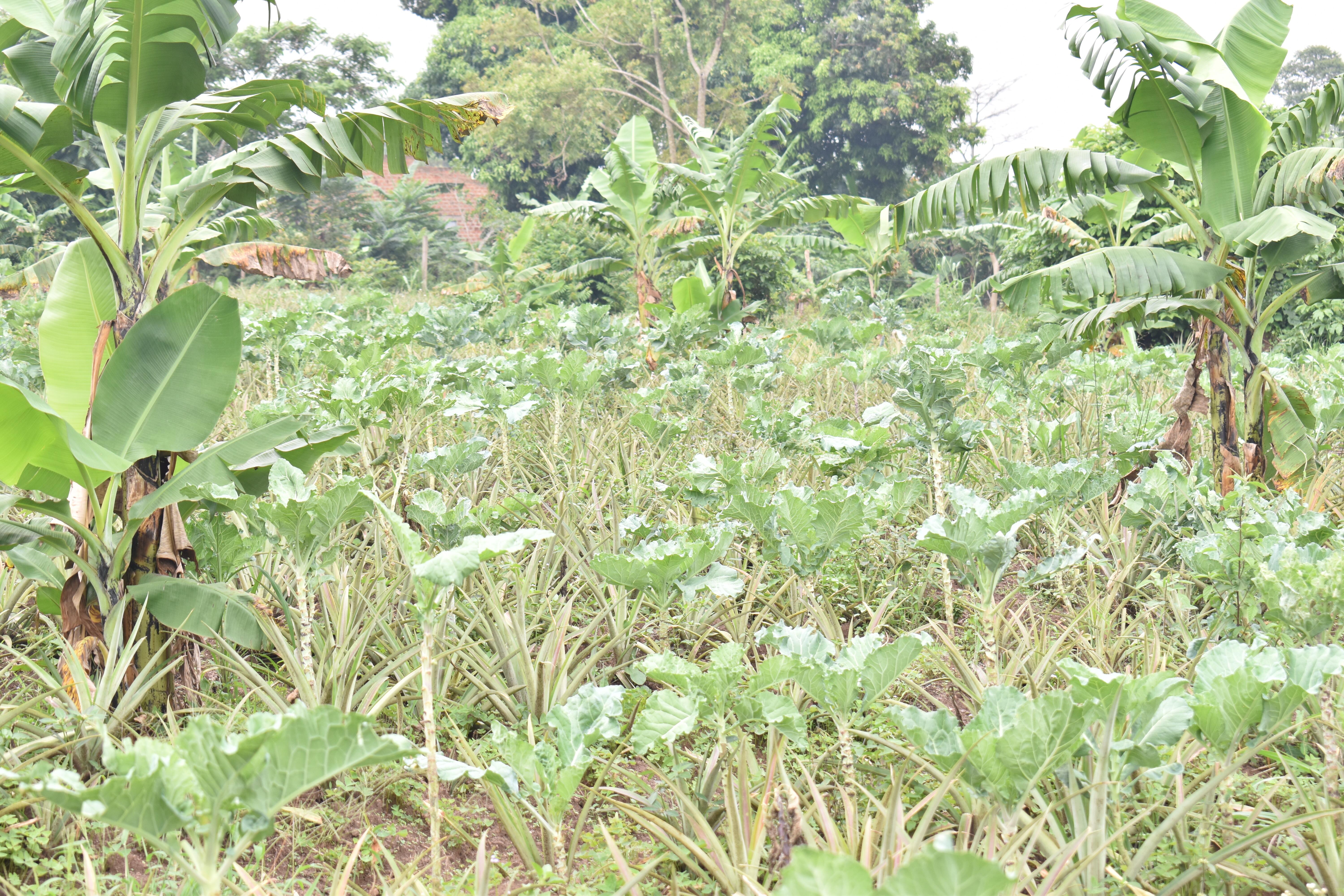 Agriculture Image 14