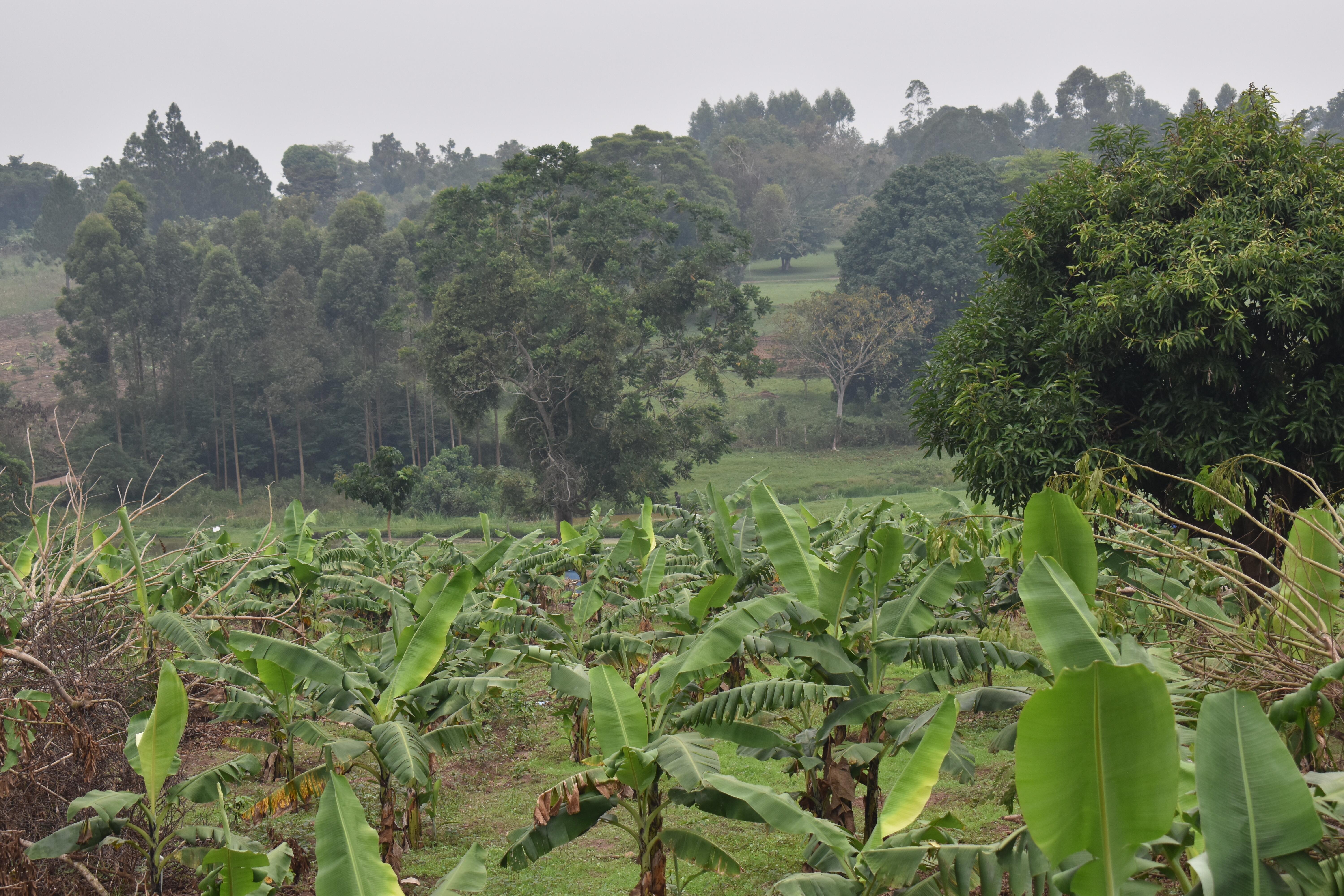 Agriculture Image 16