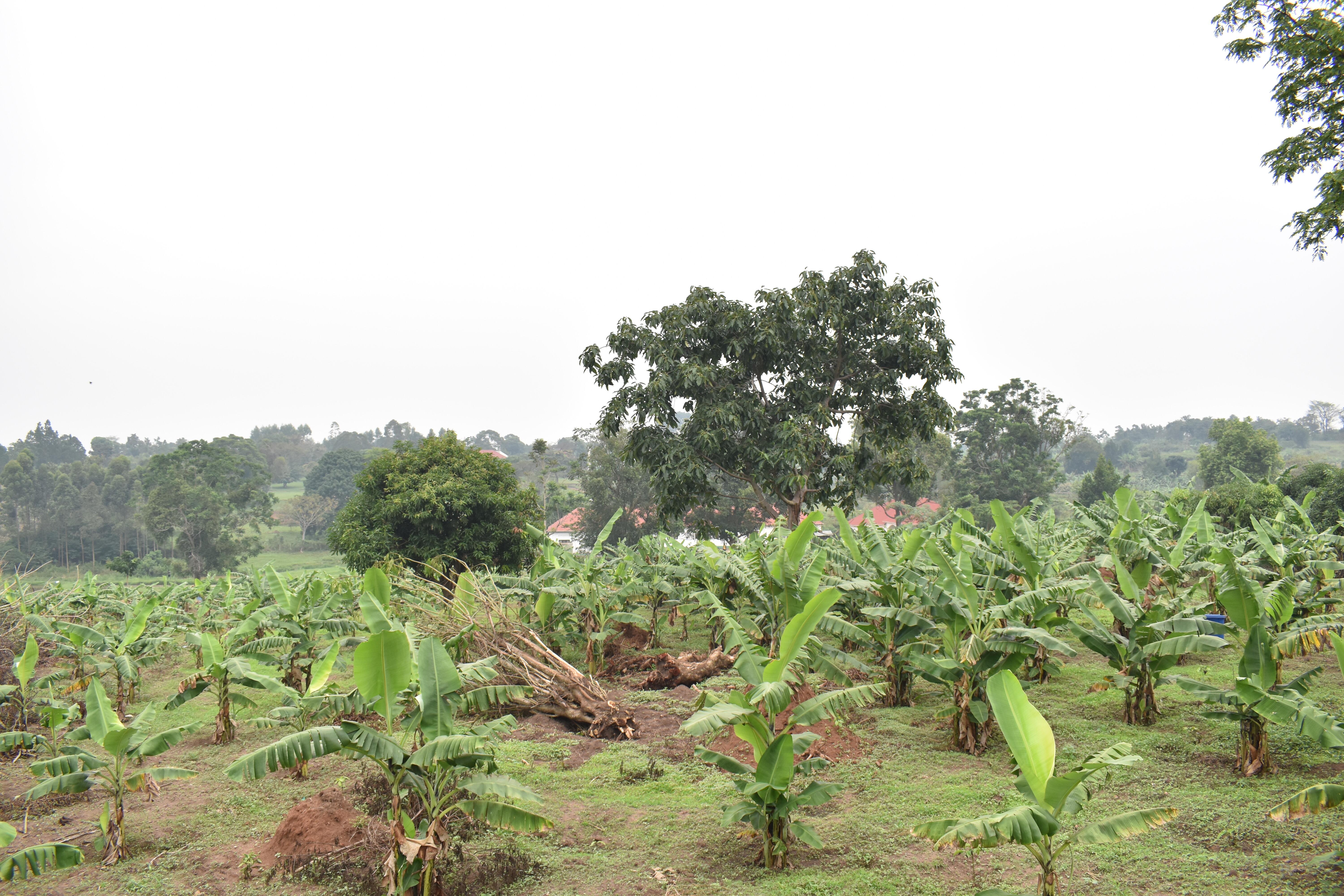 Agriculture Image 17